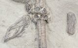 Fossil Crinoid, Coral & Brachiopod Association - Indiana #43672-2